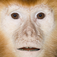 Talking Monkey